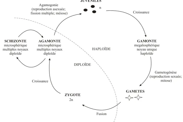 Figure 2. Schéma d’un cycle de reproduction classique chez les foraminifères avec alternance de  générations (d’après Loeblich &amp; Tappan, 1964)