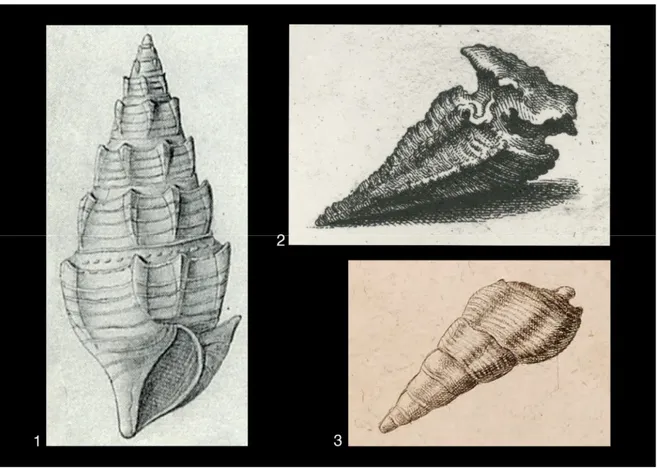 Figure 1 : Illustrations anciennes de Jponsia vulcanica (Schlotheim, 1820). Bartonien (Éocène moyen) de Roncà (Italie)