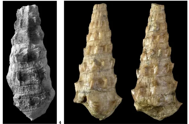 Figure 3 : Moniquia astibiai nov. sp. Holotype (UPV/EHU). Priabonien (Éocène supérieur) d’Ilundain (bassin de Pamplune,  Espagne)