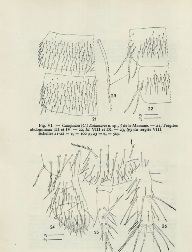 Fig.  VI.  —  Campodea (C.) Delamarei n. sp. 3   &lt;? de la Massane. —  21, Tergites  abdominaux  III  et IV