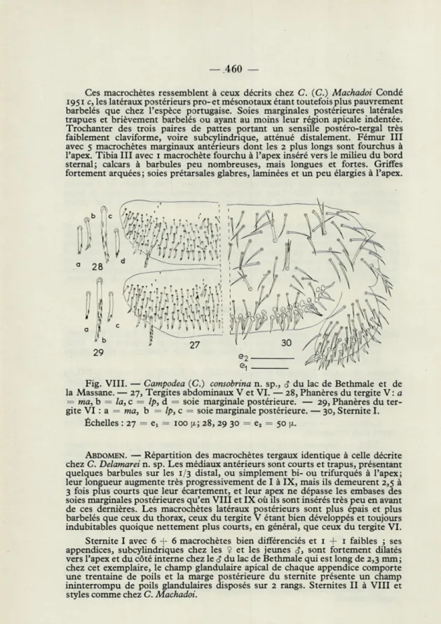 Fig.  VIII.  —  Campodea  (C.)  consobrina  n.  sp.,  S  du  lac  de  Bethmale  et  de  la  Massane