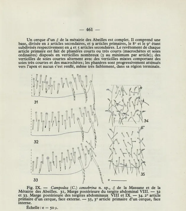 Fig.  IX.  —  Campodea  (C.)  consobrina  n.  sp.,  &lt;$  de  la  Massane  et  de  la  Métairie  des  Abeilles