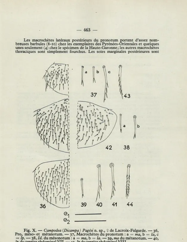 Fig.  X.  —  Campodea  (Dicampa)  Pagési n.  sp.,  2  de Lacroix-Falgarde.  — 36,  Pro,  méso- et  métanotum