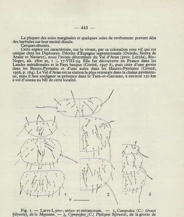 Fig.   1.   —  Larve  I,  pro-, méso- et métanotum.  — 1,  Campodea  (C.)  Grasii  Silvestri,  de la  Massane