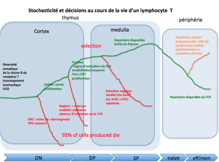 Figure  6:  Processus  de  décision  et  sélection  des  lymphocytes  T.  Ce  chemin  retrace  le  parcours  de  chaque cellule