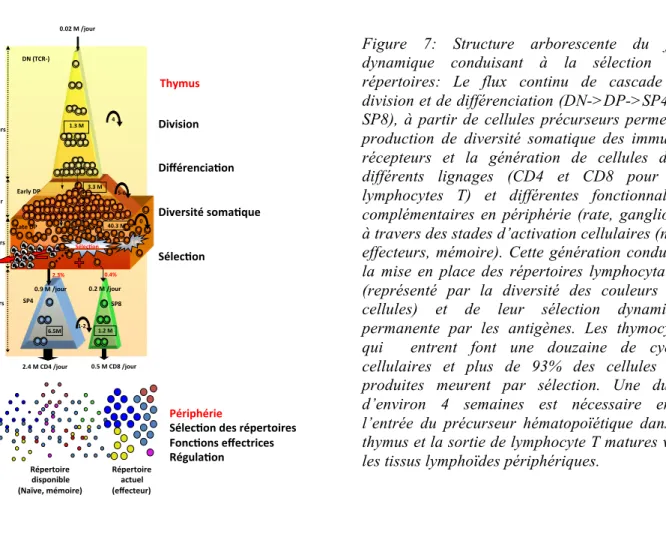 Figure  7:  Structure  arborescente  du  flux  dynamique  conduisant  à  la  sélection  des  répertoires:  Le  flux  continu  de  cascade  de  division et de différenciation (DN->DP->SP4 ou  SP8),  à  partir  de  cellules  précurseurs  permet  la  pr