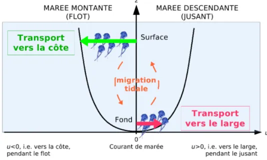 Figure I.10 – Un exemple d’interaction entre un comportement natatoire et la variabilit´e de la circulation sur la verticale : la migration tidale (en orange) et le transport s´electif par la mar´ee