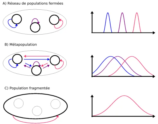 Figure I.14 – Trois types de populations spatialement structur´ees en fonction des
