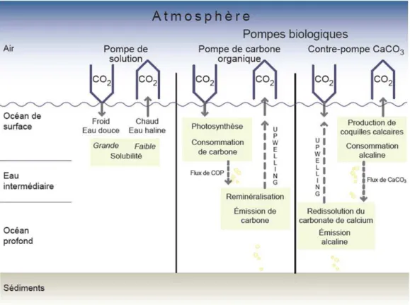 Figure 0-1: Régulation des fluctuations naturelles de CO 2  atmosphérique par les pompes de solubilité et  biologiques
