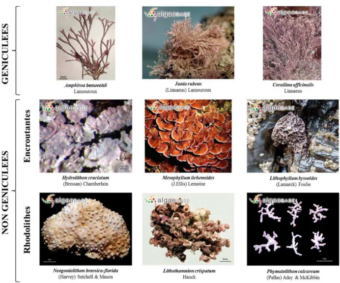 Figure I1-1: Différents morphotypes et espèces de Corallinacées tempérées actuelles. Source : algaeBASE 