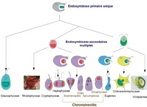 Figure  10|  Schématisation  des  processus  d’endosymbioses.  Une  lignée  cellulaire  ancestrale  effectue  l’endosymbiose primaire