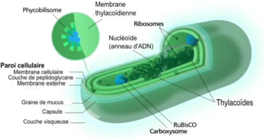 Figure  15|  Représentation  schématique  d’une  cyanobactéries  du  genre  Synechococcus  (modifié  de  https://commons.wikimedia.org/wiki/File:Cyanobacterium-inline.svg)