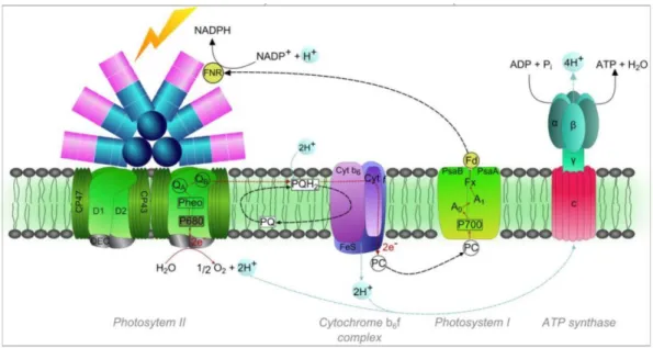 Figure  17|  Représentation  des  principaux  complexes  protéiques  thylacoïdiens  impliqués  dans  le  transfert  linéaire d’électrons photosynthétiques chez Synechococcus