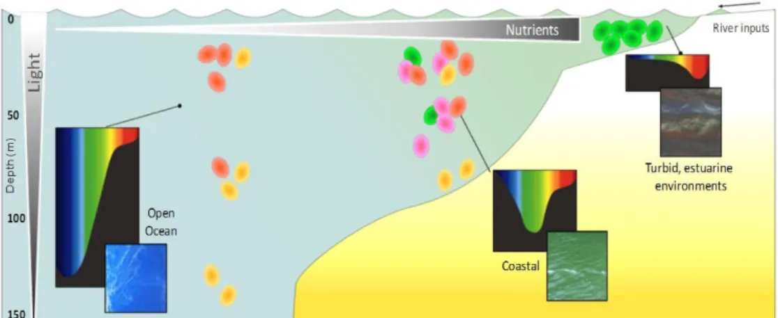 Figure  24|  Distribution  putative  des  types  pigmentaires  de  Synechococcus  marins  dans  diverses  niches  lumineuses, en fonction de la distance à la côte et de la profondeur (Partensky, Garczarek, Humily, non publié)