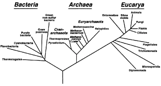 Figure 3 : Répartition de la biomasse en Gigatonnes au sein des êtres vivants. Les archées et  bactéries  représentent,  avec  les  plantes,  la  plus  grosse  partie  de  la  biomasse  terrestre  (Site  internet n°1) 
