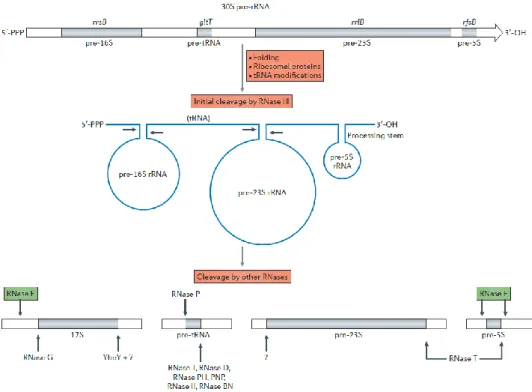 Figure 6: Implication de la RNase E dans la maturation des ARNt chez  E. coli. La RNase E  est désignée par une paire de ciseaux bleu foncé (d'après Redko et al., 2007) 