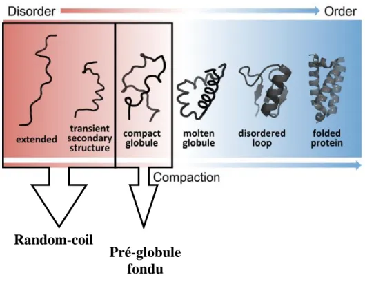 Figure 40:  A.  Echange  entre  les  trois  niveaux  principaux  de  désordre  des  protéines  (état  random-coil, pré-globule fondu et globule fondu)  et l’état structuré (d'après Van der lee et al.,  2014)