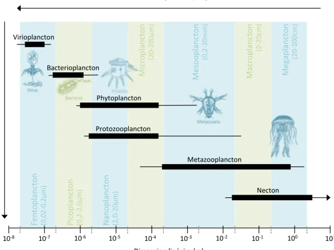 Figure   6   :   Distribution   des   différents   compartiments   du   plancton,   selon   leur   niveau   trophique,   leur   taille   et   leur   abondance