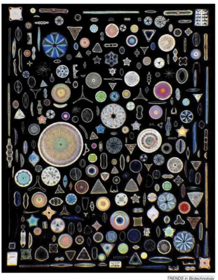 Figure    15    :    Planche    comprenant    trois    cent    cellules    de    diatomées    montées    individuellement    à    la    main