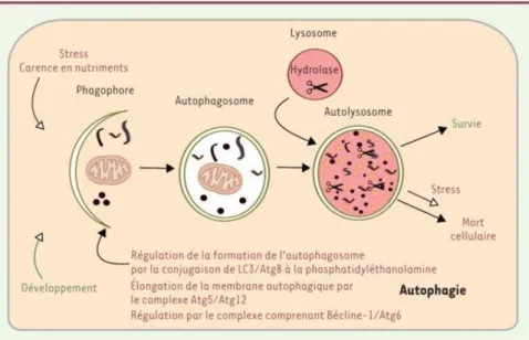 Figure  3 :  L’autophagie  et  la  régulation  de  cette  voie  de  mort  cellulaire. 