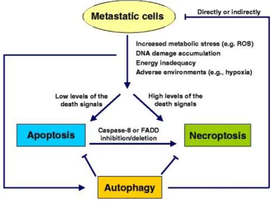 Figure 11 : Interaction entre différents types de PCD et la métastase cancéreuse. 