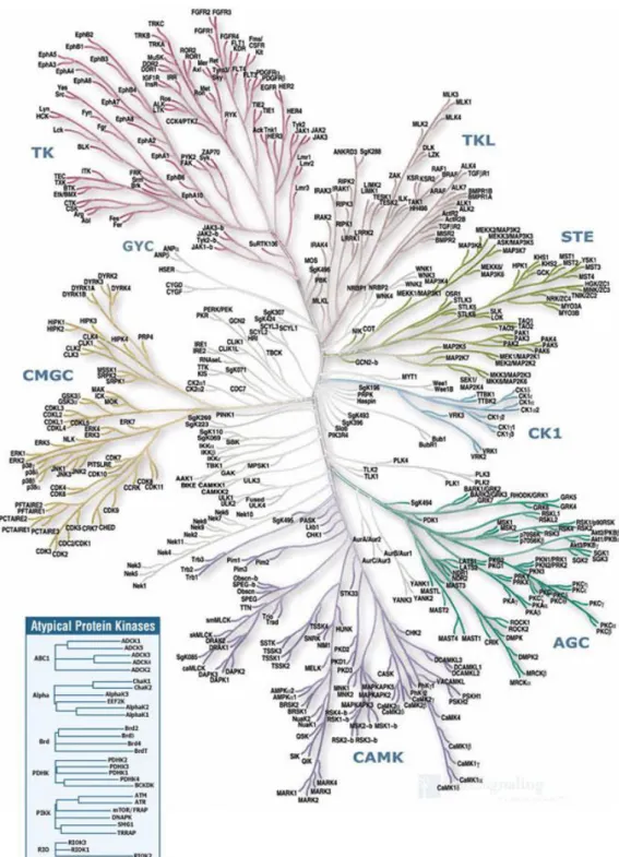 Figure  18 :  L’arbre  du  kinome  humain.  Le  kinome  est  organisé  en  9  groupes  distincts : AGC contenant les familles TK PKA, PKC, PKG ; CAMK contenant les protéines  kinases  dépendantes  du  calcium/calmoduline ;  CK1  caséine  kinase  1 ;  CMGC 