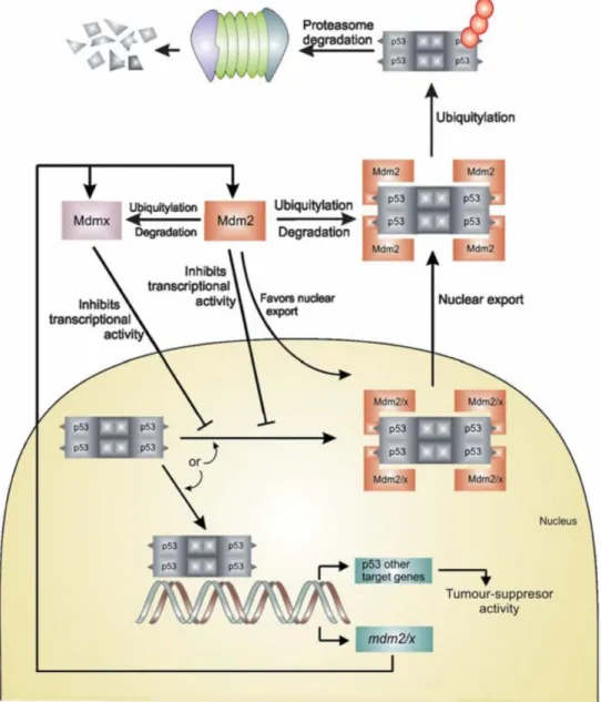 Figure 5  :  Régulation  de  p53  par  MDM2  et  MDM4  (MDMX)  via  une  boucle  de  rétrocontrôle négative