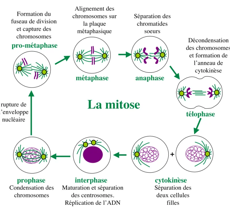 Figure 4: la mitose métaphase télophaseanaphase prophase Séparation deschromatidessoeurs Décondensation des chromosomeset formation del’anneau decytokinèse Maturation et séparation des centrosomes