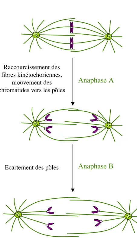 Figure 5: l’anaphase Anaphase A Anaphase BRaccourcissement desfibres kinétochoriennes,mouvement deschromatides vers les pôles