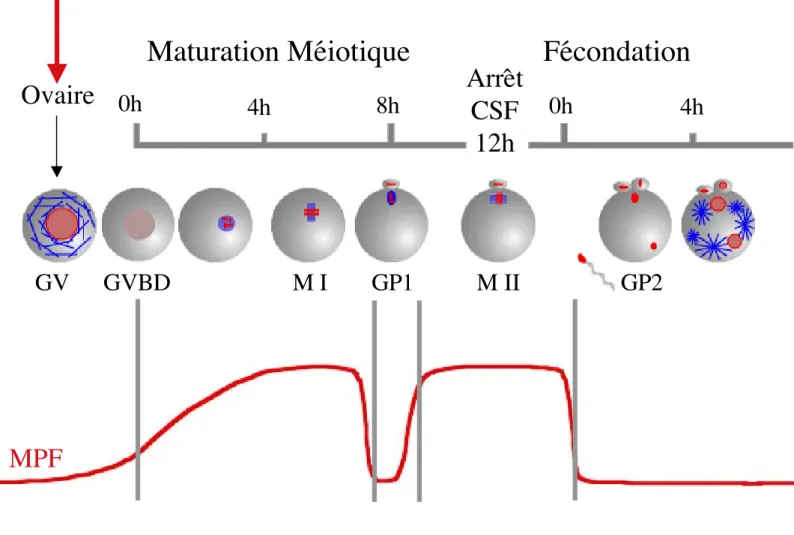 Figure 12: l’activité MPF au cours de la maturation méiotique chez la souris