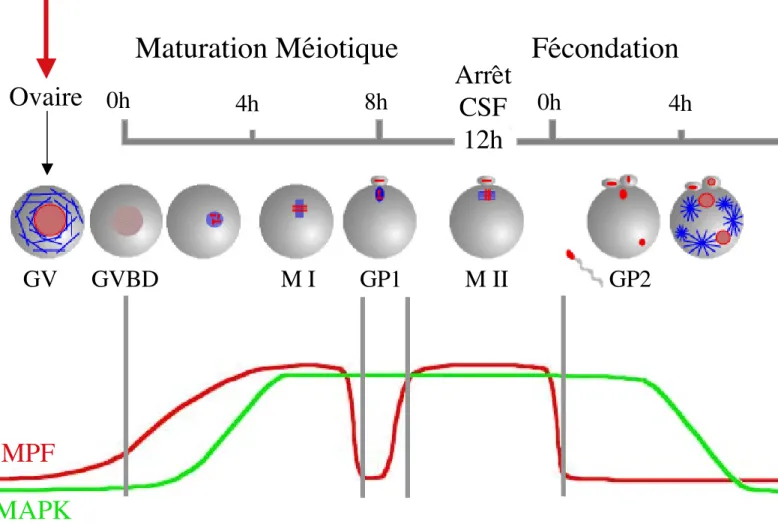 Figure 14: l’activité MAPK au cours de la maturation méiotique chez la souris