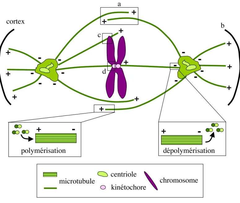 Figure 18: protéines responsables des différents mouvements existant dans le