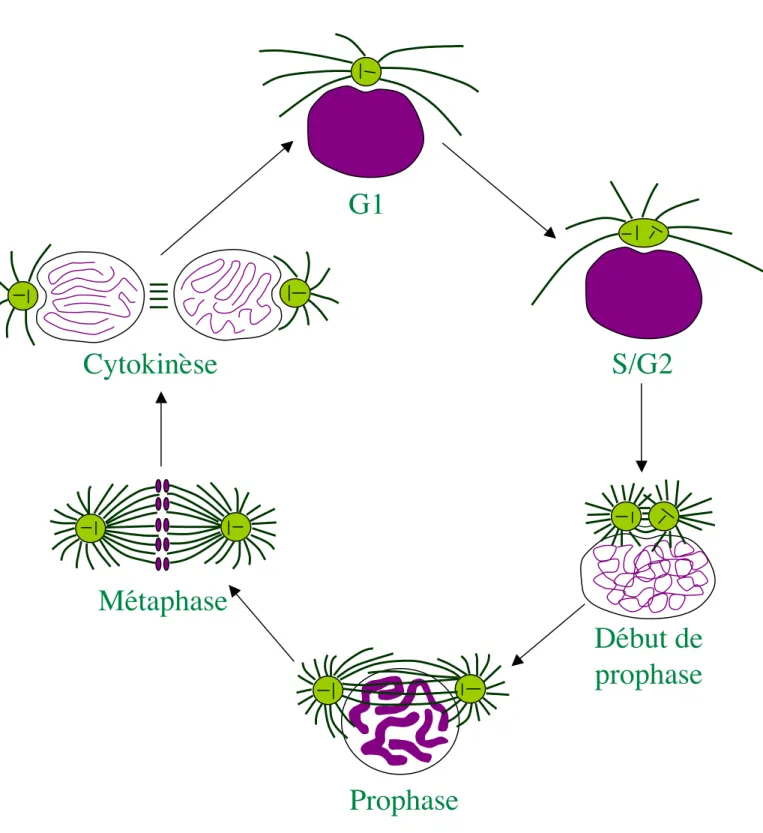 Figure 20: le cycle du centrosome Cytokinèse Métaphase Prophase Début deprophaseS/G2G1