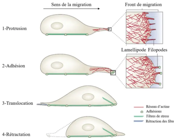 Figure  5:  Modèle  de  migration  cellulaire  individuelle.  1ère  étape:  Formation  d’une  extension membranaire riche en actine (lamellipode) à l’avant de la cellule et présentant au  front  de  migration  des  petites  protrusions  d’actine  en  forme