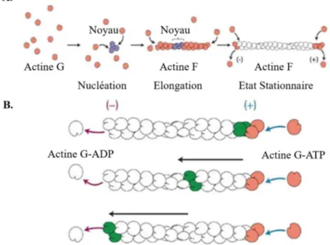 Figure 7: Formation et stabilisation des filaments d’actine. (A) Afin de former des filaments  d’actine, l’actine globulaire (actine G) polymérise