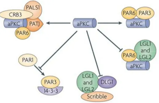 Figure  16:  aPKC  régule  la  polarité  des  cellules  épithéliales  au  travers  d’interactions  avec  cinq  différents  complexes  protéiques