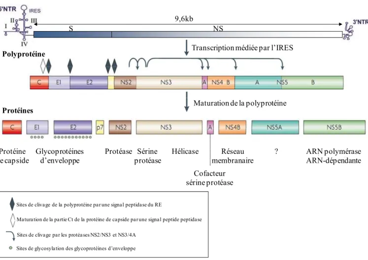 Figure 4 : Organisation génomique du VHC et maturation de la polyprotéine. D après  Pénin, Hepatology et Moradpour, Nature (Penin et al