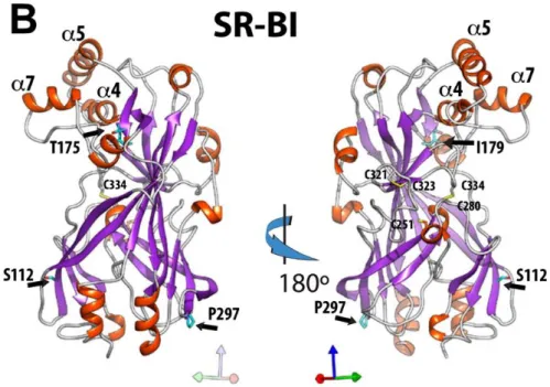 FIGURE 22 : STRUCTURE MODELISEE DE SR-BI D’APRES LA STRUCTURE DE LIMP-2 (NECULAI ET AL., 2013)  