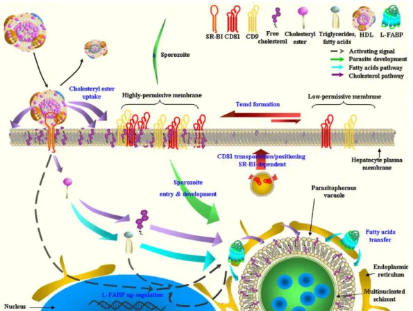 FIGURE 23 : MECANISME HYPOTHETIQUE DE LA VOIE D’ENTREE CD81-DEPENDANTE CHEZ PLASMODIUM (YALAOUI ET AL., 2018) 