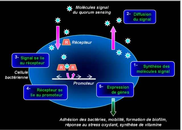 Figure  6 :  Modèle  généralisé  du  quorum  sensing  régulé  par  les  molécules-signal  HSL  chez  une  bactérie à Gram négatif