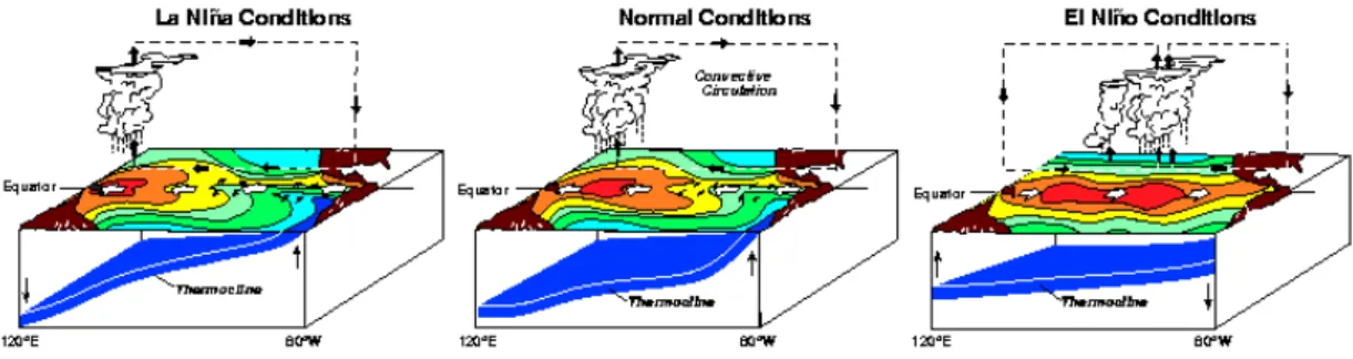 FIG. 1.5 Coupe schématique des différentes phases du phénomène ENSO [NOAA, source :  