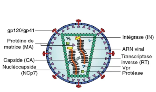 Figure 1a. Structure du VIH- 1 (d’après « Import nucléaire du matériel génétique du VIH-1 » G.Jacquot, S