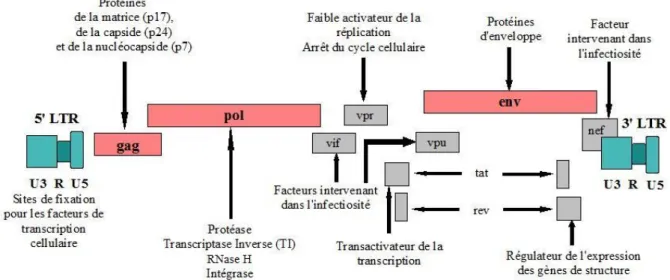 Figure 1b. Structure génomique de l’ADN proviral du VIH-1.  L’ADN proviral est encadré par les deux LTR