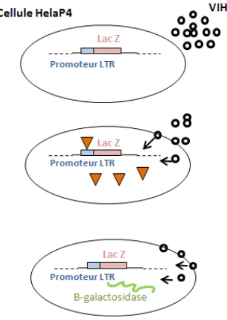 Figure 3: Représentation schématique de la mesure de l’infectivité virale dans les cellules HeLa P4