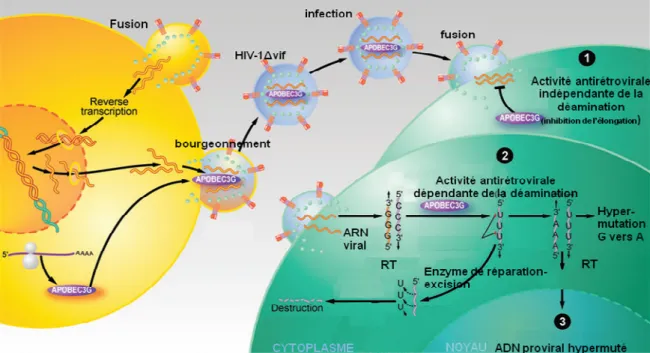 Figure 5 : Activités antivirales d’A3G incorporé dans les virions (d’après Chiu et al.2008) [67]