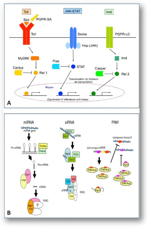 Figure 6 – Principales voies de signalisation (A) et d’interf´ erence par ARN (B) ` a l’origine de la d´ efense antivirale chez le moustique