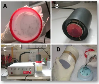 Figure 7 – Protocole d’infection exp´ erimentale de moustiques en laboratoire du niveau de s´ ecurit´ e 3