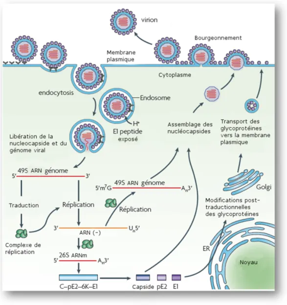 Figure  12 – Cycle de r´ eplication du chikungunya virus. Adapt´ e de Schwartz  &amp;  Albert  (2010).