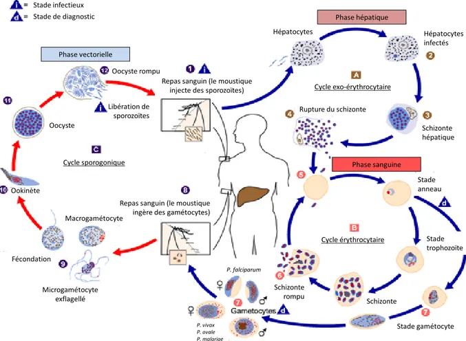 Figure  1-1.  Cycle  asexué  et  sexué  de  l’infection  à  Plasmodium  sp.  (adapté  de  http://www.cdc.gov/dpdx/malaria/index.html)