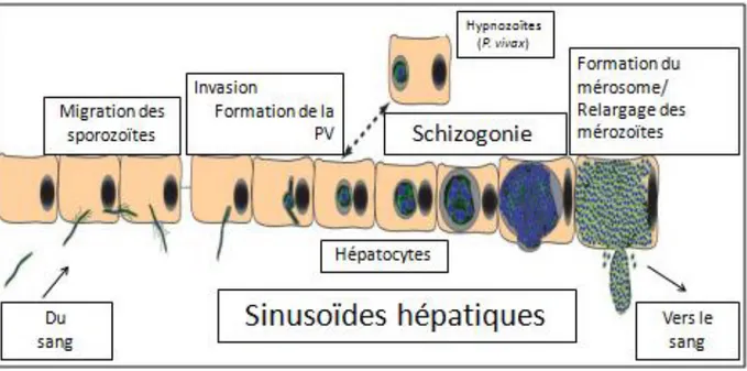 Figure  1-4.  Les  différentes  phases  de  progression  et  de  maturation  parasitaire  au  sein  des  hépatocytes lors de la phase hépatique (tiré de [3])